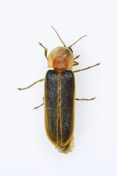 Nyctophila reichii, ou pirilampo mediterrânico, da família Lampyridae — Fotografia de Stock