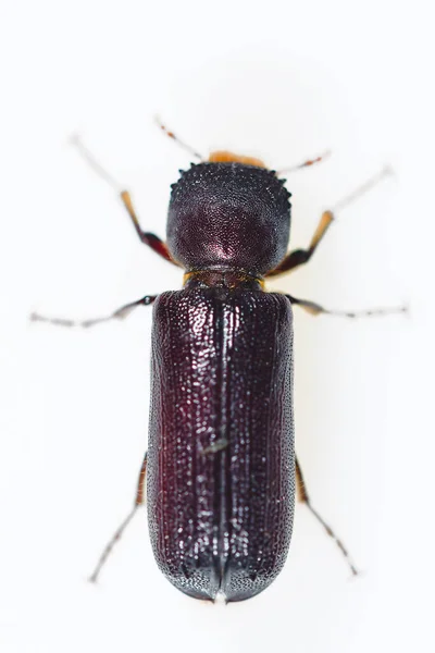 Phonapate uncinata, ist eine Käferart aus der Familie der Bostrichidae — Stockfoto