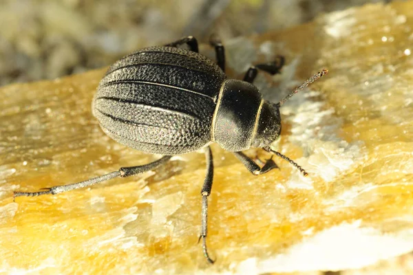 Pimelia integra é uma espécie de escaravelho da família Tenebrionidae — Fotografia de Stock