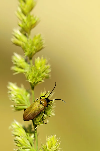 Proctenius granatensis, eine Käferart aus der Familie der Tenebrionidae — Stockfoto