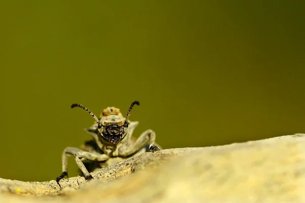 Sepidium bidentatum, eine Käferart aus der Familie der Tenebrionidae — Stockfoto