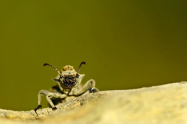 Sepidium bidentatum, is a species of beetle in the family Tenebrionidae — Stock Photo, Image