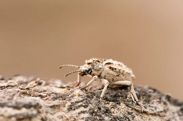 Sepidium bidentatum, is a species of beetle in the family Tenebrionidae — Stock Photo, Image