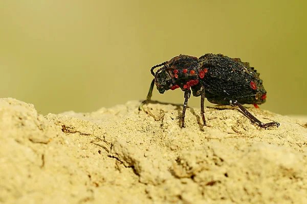 セピジウム・ビデンタトゥム（セピジウム・ビデンタトゥム）はテンブリオニダエ科の甲虫。 — ストック写真