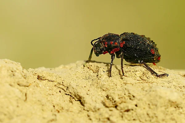 Sepidium bidentatum, is a species of beetle in the family Tenebrionidae — Stock Photo, Image