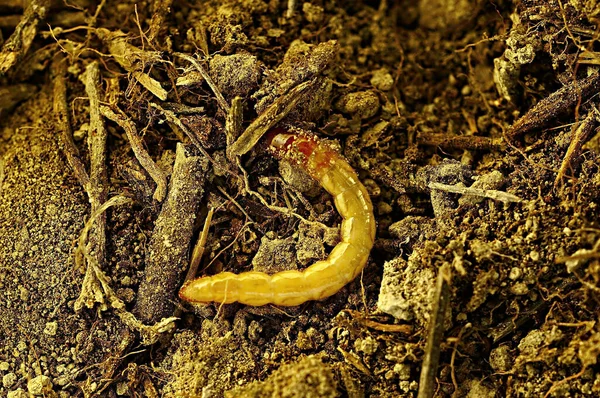 Tentyria incerta, eine Käferart aus der Familie der Tenebrionidae — Stockfoto