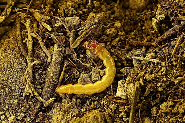 Tentyria incerta, je druh brouka z čeledi Tenebrionidae — Stock fotografie