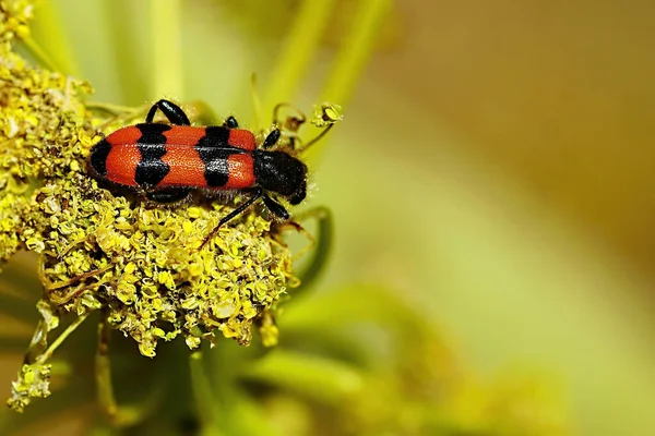 Trichodes apiarius es una especie de coleóptero de la familia Cleridae. — Foto de Stock