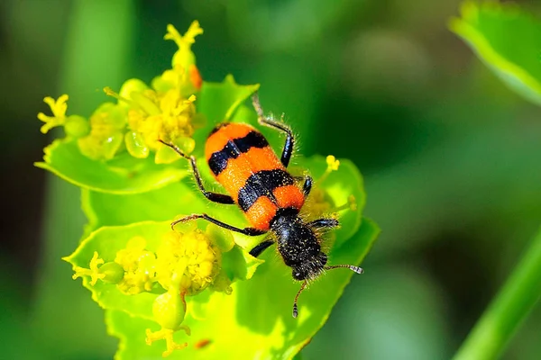 Trichodes apiarius é uma espécie de escaravelho da família Cleridae. — Fotografia de Stock