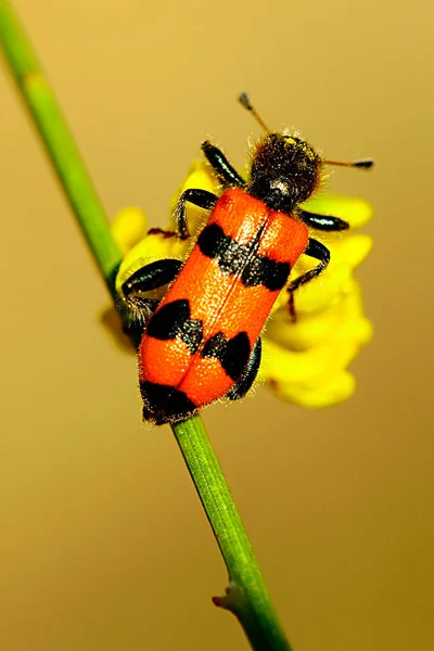 Trichodes apiarius - вид жука из семейства Cleridae — стоковое фото