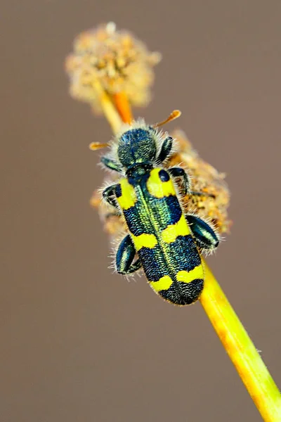 Trichodes leucopsideus, famille des Cleridae, sous-famille des Clerinae. — Photo