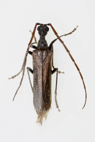 Vesperus sp. jest gatunkiem chrząszcza z rodziny Cerambycidae — Zdjęcie stockowe