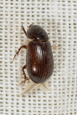 Aphodiidae familyasından bir böcek türü - Anomius castaneus - annamariae