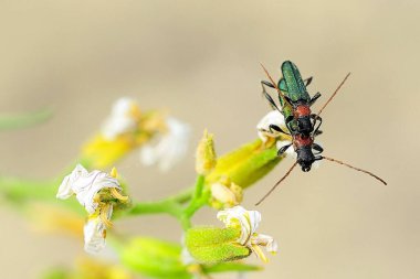 Cerambycidae familyasından Cerambycidae familyasından bir böcek türü.