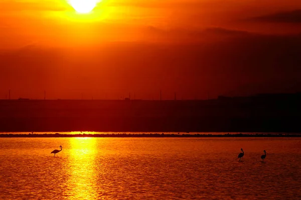 Pôr do sol magnífico na paisagem dos pântanos. — Fotografia de Stock