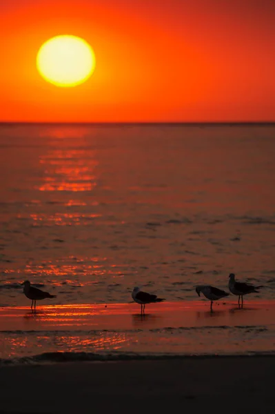 Coucher de soleil magnifique dans le paysage côtier. — Photo