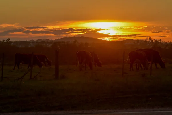 Закат с лошадьми на горизонте. — стоковое фото