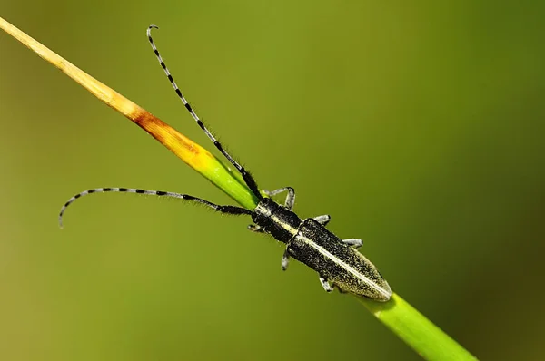 Tenebrionidae familyasından bir böcek, Lamiinae alt familyasından Agapanthia Cardui. — Stok fotoğraf
