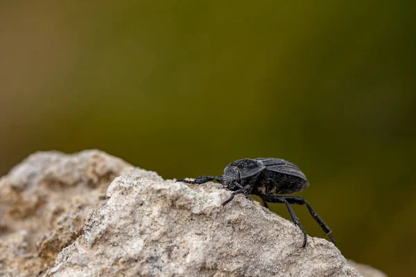 Beetle of the family Tenebrionidae, subfamily Pimeliinae - Alphasida Bald — Stock Photo, Image