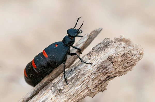 Die Art der polyphonen Käfer der Familie Meloidae - Berberomeloe majalis — Stockfoto