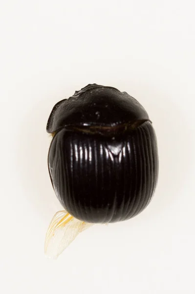 Bolbelasmus bocchus - вид жуків родини Geotrupidae. — стокове фото