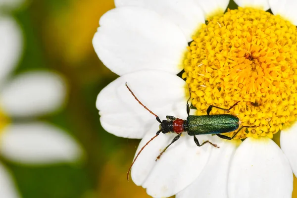 Certallum ebulinum es una especie de coleóptero de la familia Cerambycidae. — Foto de Stock