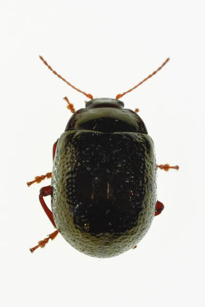 Chrysolina bankii är en skalbagge i familjen Chrysomelidae — Stockfoto