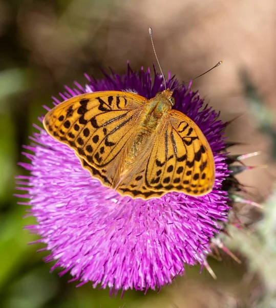 Day butterfly perched on flower, Argynnis pandora. — Stock Photo, Image