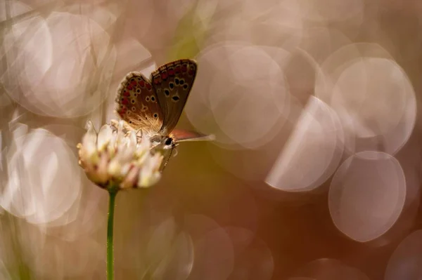 Day butterfly perched on flower, Aricia cramera. — Stock Photo, Image