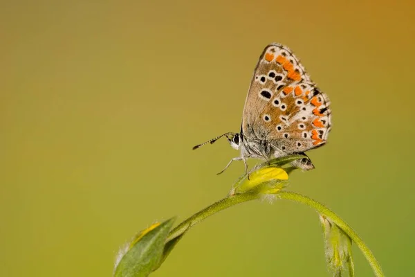 Jour papillon perché sur la fleur, Aricia cramera. — Photo