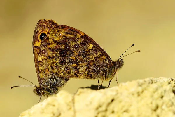 Jour papillon perché sur la fleur, Lasiommata megera — Photo