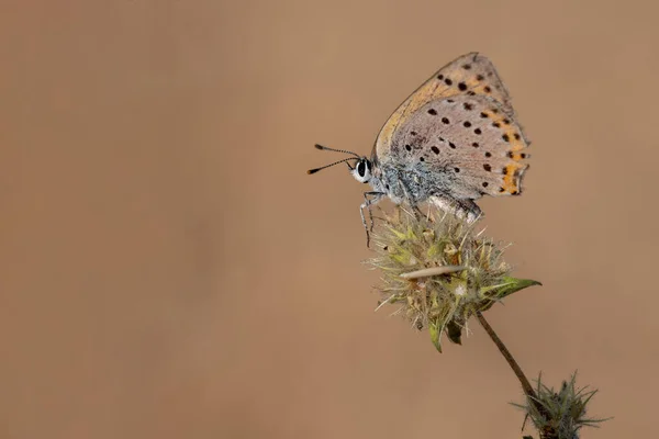 Motyl dzienny siedzący na kwiatach, Lycaena alciphron, — Zdjęcie stockowe