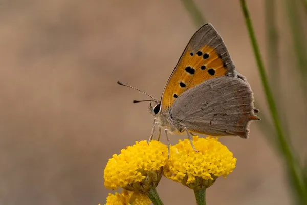 Day butterfly perched on flower, Lycaena phlaeas. — Stock Photo, Image