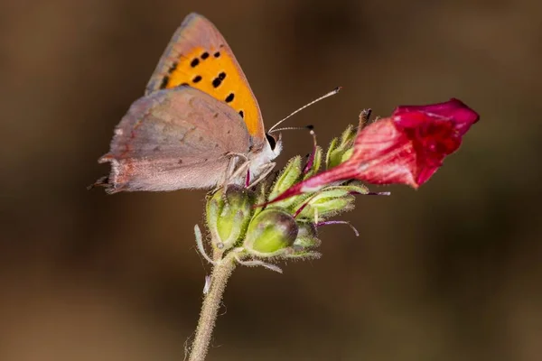 Day butterfly perched on flower, Lycaena phlaeas panoptes. — Stock Photo, Image