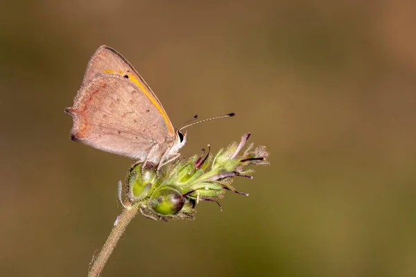 Day butterfly perched on flower, Lycaena phlaeas panoptes. — Stock Photo, Image