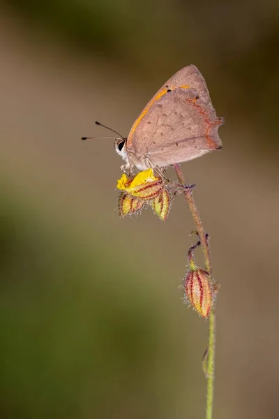 Día mariposa encaramado en la flor, Lycaena phlaeas panoptes. —  Fotos de Stock
