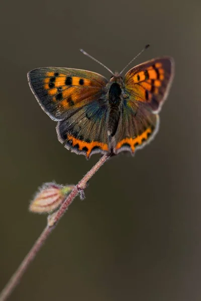 Jour papillon perché sur la fleur, Lycaena phlaeas panoptes. — Photo