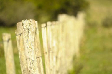 Tipik Uruguay ovaları manzarası