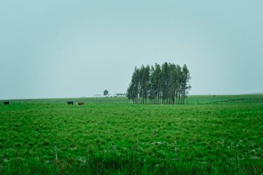 Tipik Uruguay ovaları manzarası