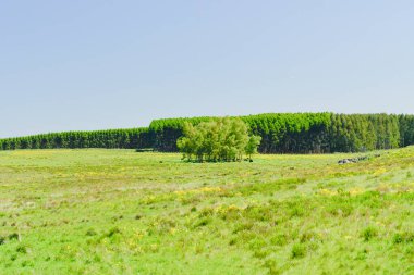 Tipik Uruguay ovaları manzarası