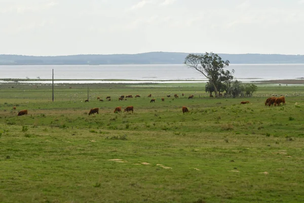 Типичный пейзаж через уругвайские прерии — стоковое фото