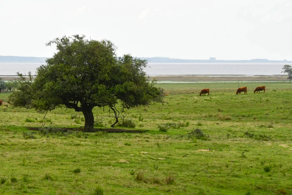 Τυπικό τοπίο μέσα από τα λιβάδια της Ουρουγουάης — Φωτογραφία Αρχείου