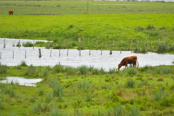 Typical landscape through the Uruguayan prairies — Stock Photo, Image