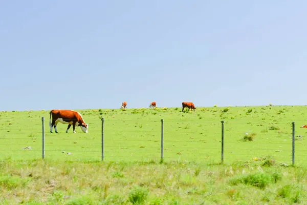 Типичный пейзаж через уругвайские прерии — стоковое фото