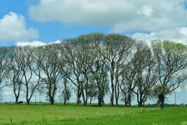 Typical landscape through the Uruguayan prairies — Stock Photo, Image