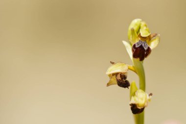 Ophrys fusca, Orchidaceae familyasından bir orkide türü..