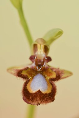 Ophrys Speculum, Orchidaceae familyasından bir orkide türü..