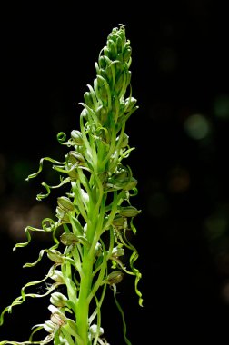 Himantoglossum hircinum, halk arasında kertenkele orkidesi olarak bilinir..