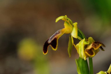 Ophrys fusca, Orchidaceae familyasından bir orkide türü..