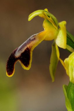 Ophrys fusca, Orchidaceae familyasından bir orkide türü..
